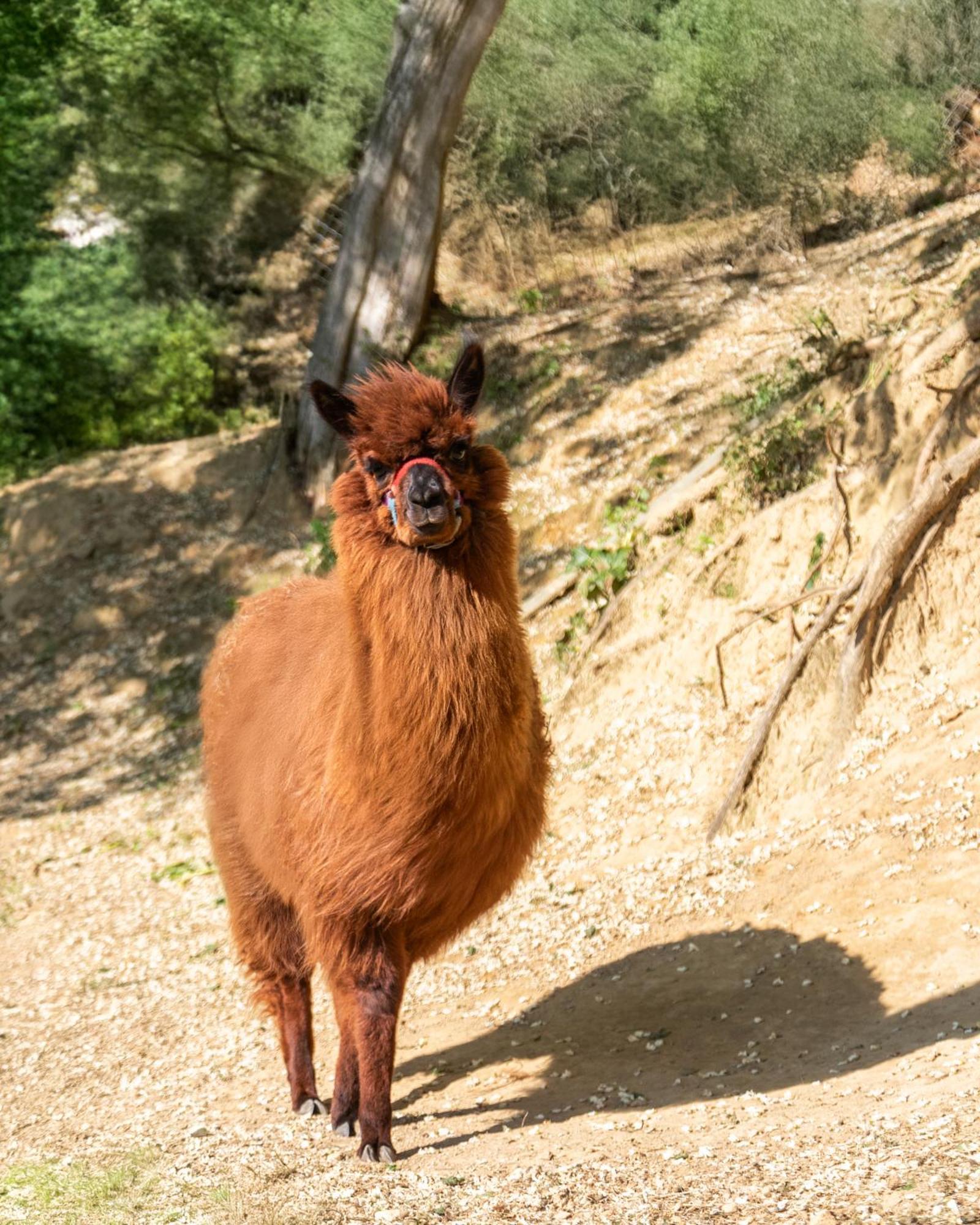 Alpaca Country House Pontedera Exterior foto